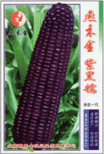 玉米品種——燕禾金2005