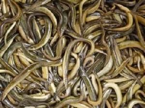 被譽為活化石的洪湖刺泥鰍