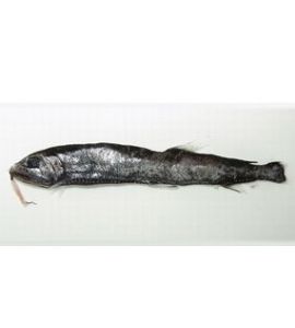 短髭真巨口魚 短髭真巨口魚