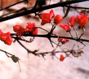 西藏衛矛 西藏衛矛