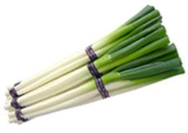 秦壁鞭桿蔥 秦壁鞭桿蔥