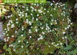 山地無心菜 山地無心菜