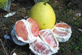 溫嶺紅心柚 溫嶺紅心柚