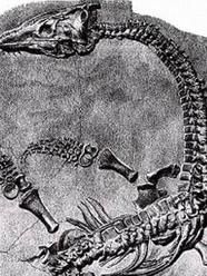 尼可斯龍 尼可斯龍