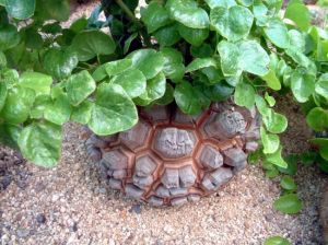 南非龜甲龍 南非龜甲龍