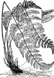 粉背蕨系 粉背蕨系