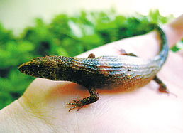 等環節石目 等環節石目