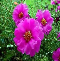 大花馬齒莧 大花馬齒莧