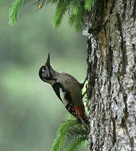 喜馬拉雅啄木鳥