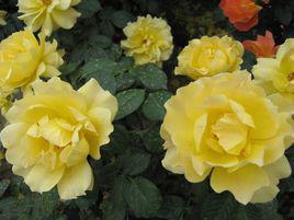 蒙特卡洛[薔薇屬月季栽培品種]