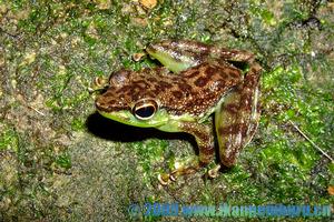 華南湍蛙 華南湍蛙