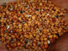 玉米釀醋 玉米釀醋