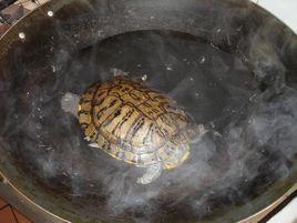 龍鳳龜燉湯 龍鳳龜燉湯