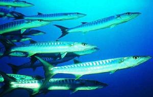 梭魚養殖技術 梭魚養殖技術