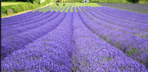 法國普羅旺斯薰衣草
