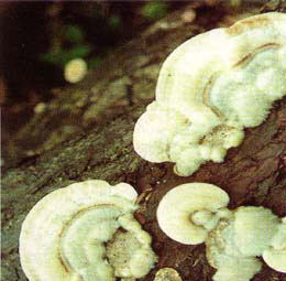 粗毛雲芝 粗毛雲芝