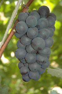 香悅葡萄