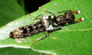 大隱翅蟲 大隱翅蟲