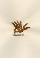 珊瑚狀麒麟菜的藻體外形