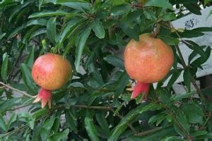 安石榴科 安石榴科