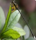 脛蹼琵蟌 脛蹼琵蟌