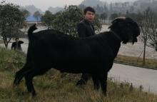 薩能黑山羊圖片