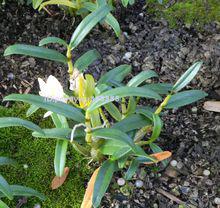 石斛蘭[蘭科植物]