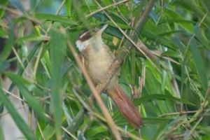 白領拾葉雀 白領拾葉雀