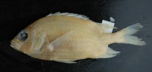 尾斑棘鱗魚 尾斑棘鱗魚