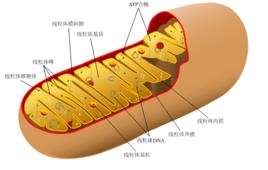 植物呼吸 植物呼吸