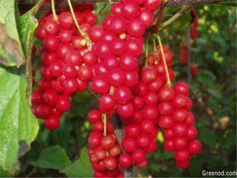 二色內風消 二色內風消