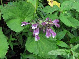 松林叉花草 松林叉花草