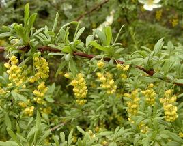 毛葉小檗 毛葉小檗