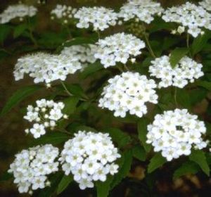 香菇麻葉 香菇麻葉