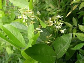 掌葉魚藤 掌葉魚藤