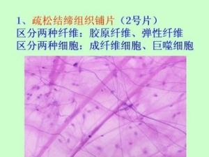 固有結締組織 固有結締組織