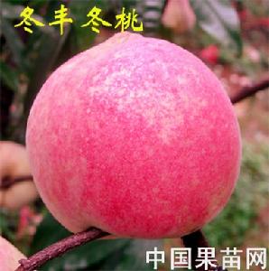 冬豐冬桃 冬豐冬桃