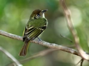 印加窄嘴霸鶲 印加窄嘴霸鶲