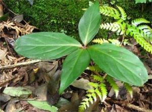 傘葉排草 傘葉排草