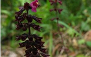 貴州鼠尾 貴州鼠尾