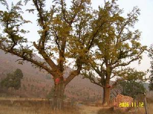 （圖）崇化寺遺址：寺前兩株古銀杏