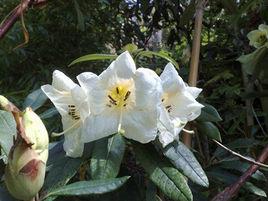 百合花杜鵑 百合花杜鵑