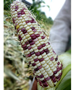 川彩糯1號 川彩糯1號