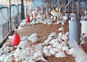 2017年H5N6禽流感疫情