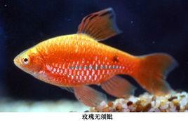 玟瑰無須魮 玟瑰無須魮