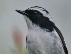 小斑姬鶲西南亞種