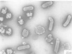 粗提純的玉米花葉病毒