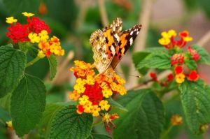 沾花惹草 沾花惹草