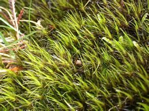 長尖曲柄蘚 長尖曲柄蘚