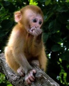 猴子蹬落石砸死人事件